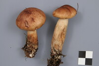 Tricholoma fulvum image